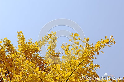 Yellow gingko Stock Photo