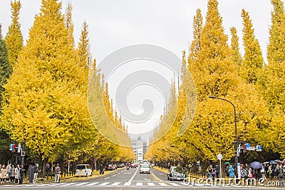 Yellow gingko tree. Editorial Stock Photo