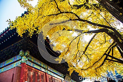 Yellow gingkoes and ancient Chinese architecture Stock Photo