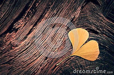 Yellow ginkgo biloba leaf in the shape of a heart on wood trunk in autumn Stock Photo