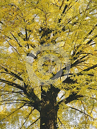 Yellow Ginkgo tree branch yellow leaves Autumn season Nature Background Stock Photo