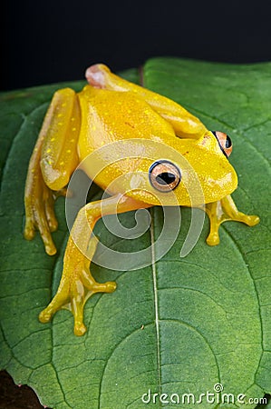 Yellow glass frog Stock Photo