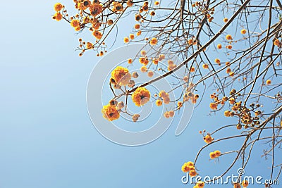 Yellow glittering yellow flower view Stock Photo