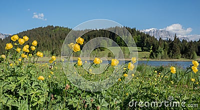 Yellow globeflowers in alpine landscape, lake Geroldsee bavaria Stock Photo