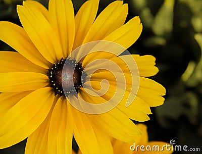 Yellow Gloriosa Daisy Stock Photo