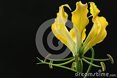 Yellow gloriosa flower on black background Stock Photo