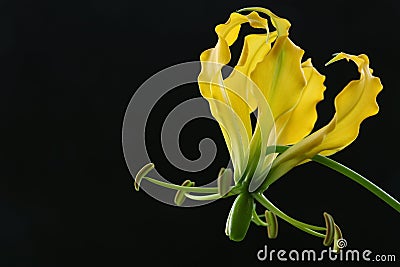 Yellow gloriosa flower on black background 2 Stock Photo