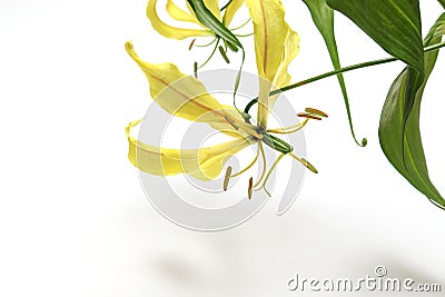 Yellow Gloriosa isolated on a white background. Stock Photo