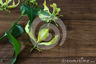 Yellow Gloriosa isolated on a wooden background Stock Photo