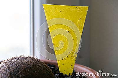 Lemon fruit on the lemon tree in the room.Yellow glue sticky trap for harmful plant insect. Stock Photo