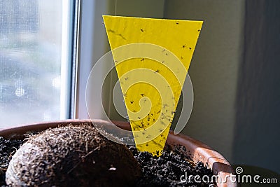 Lemon fruit on the lemon tree in the room.Yellow glue sticky trap for harmful plant insect. Stock Photo