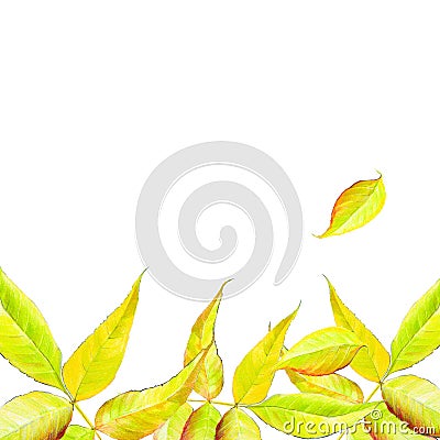 Yellow leaves Stock Photo