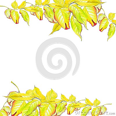 Yellow leaves Stock Photo