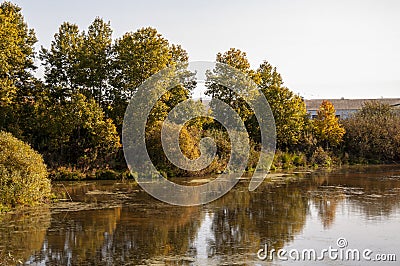 Yellow gold and green trees. Deep wide river is slowly flowing with reflections in the calm water. Forest, fields. Early morning. Stock Photo