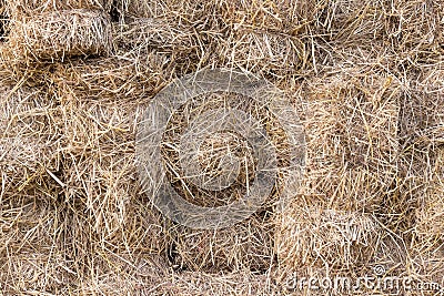 Yellow golden bales of wheat hay straw stacked in a heap in stubble field on a summer Stock Photo