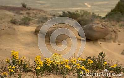 Yellow Golden Banner Wildflowers In Round Sandrock Formations Stock Photo