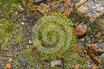 Yellow Goldmoss Sedum Torres del Paine National Park Chile Stock Photo