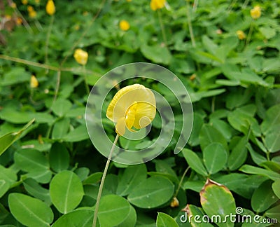 Yellow Goober flower Stock Photo