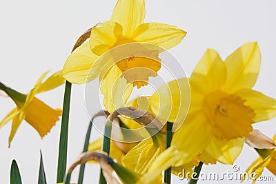 Yellow! Gorgeous backlit daffodil surrounded by blurred yellow petals Stock Photo