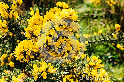 Yellow gorse flowers on a bush. Stock Photo