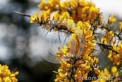 Yellow gorse with sharp spines Stock Photo