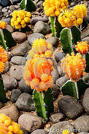 Yellow Grafted Moon Cactus - Stock Photo