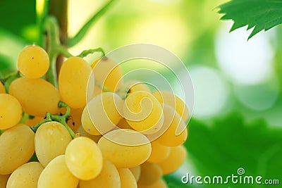Yellow grape cluster with leaves on vine Stock Photo