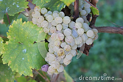 Yellow grapes in a vineyard in Luxembourg Stock Photo