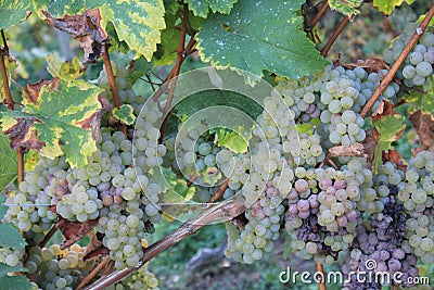 Yellow grapes in a vineyard in Luxembourg Stock Photo