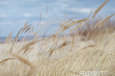 Yellow grass in the dunes of the baltic in spring Stock Photo