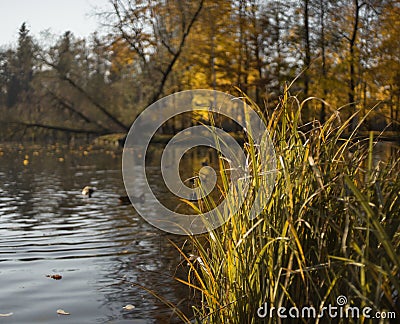 yellow grass lake water sunlight reflection autumn day Stock Photo