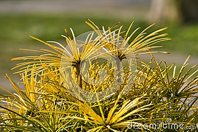 yellow grass Stock Photo