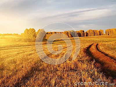 Yellow grass and trees Stock Photo