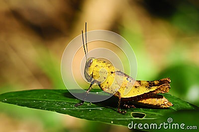 Yellow grasshopper Stock Photo