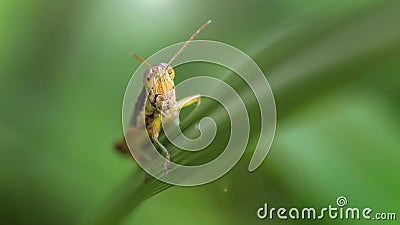 yellow grasshopper climbing a blade of grass, macro photo. colorful insect with long antennas and powerful legs for jump Stock Photo