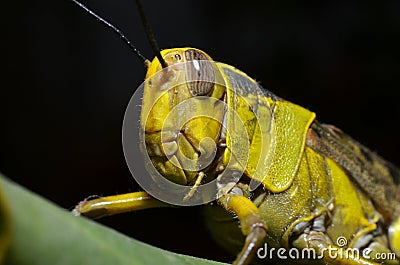The yellow grasshopper with round oval gray eyes Stock Photo