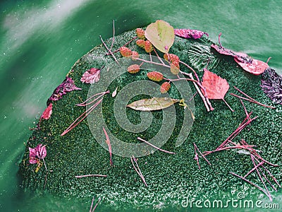 The yellow green broken leaf from alder tree on basalt stone Stock Photo