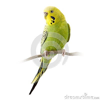 Yellow and green budgie Stock Photo