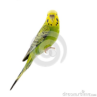 Yellow and green budgie Stock Photo