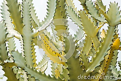 Yellow green cactus against light blue sky Stock Photo