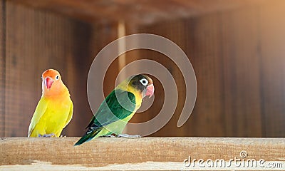 Yellow and green-collared lovebird parrots on a branch Stock Photo