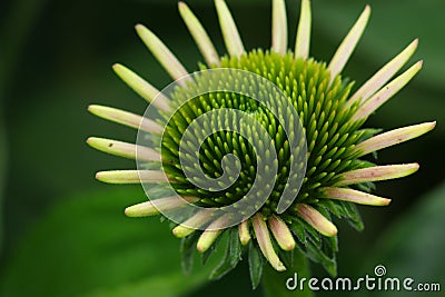 Yellow green Daisy flower with leafs Stock Photo