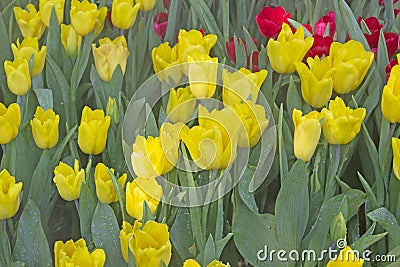 Yellow green floral background, yellow tulips Stock Photo