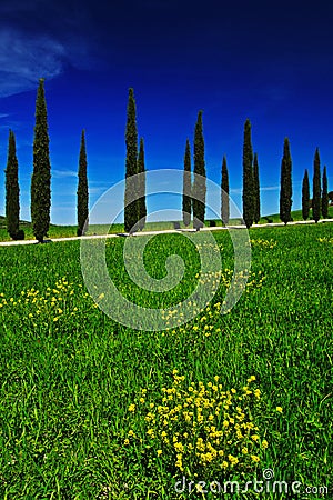 Yellow and green flower field with clear dark blue sky, Tuscany, Italy. Yellow meadow with flower. Yellow bloom with cypress tree Stock Photo