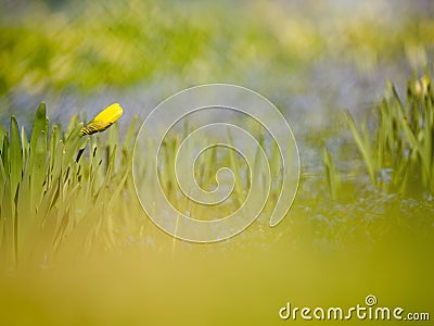 Yellow green flowerbed of budding daffodils Stock Photo