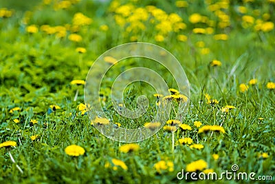 Yellow and green Stock Photo