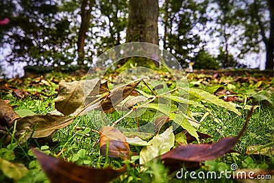 Yellow and green leaves background clouse-up Stock Photo