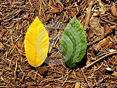 Yellow and green leaves comparison during autumn Stock Photo
