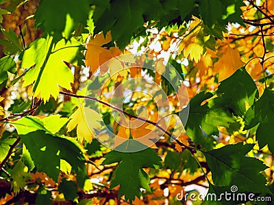 Yellow And Green Leaves Lit By The Sun Rays. Colorful Background. Autumn Golden Foliage Stock Photo