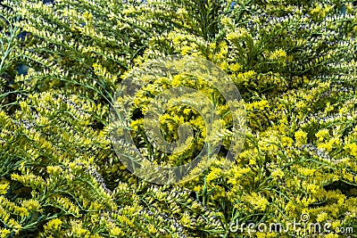 Yellow green natural hedge background for design Stock Photo